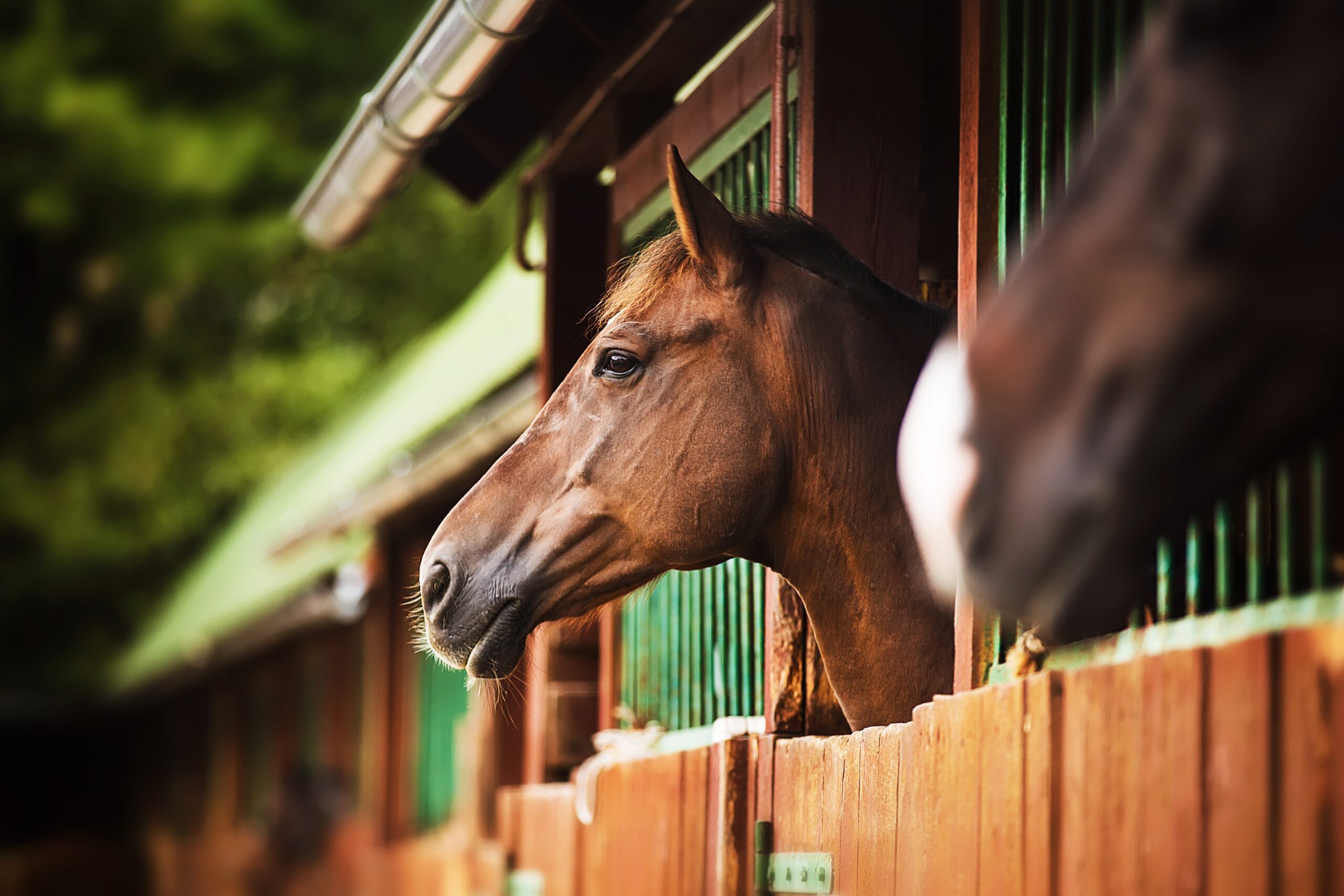 Portrait,Of,A,Beautiful,Bay,Horse,Standing,In,A,Stall